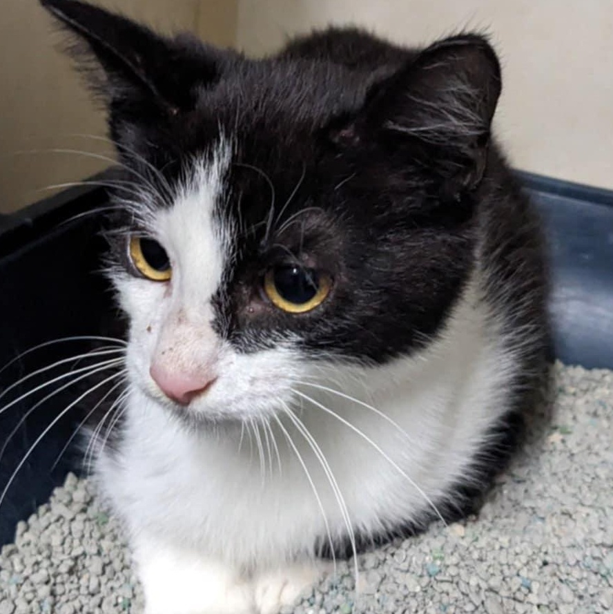 Turk, a Adoptable Domestic Short Hair in Battle Creek, MI image 2/2