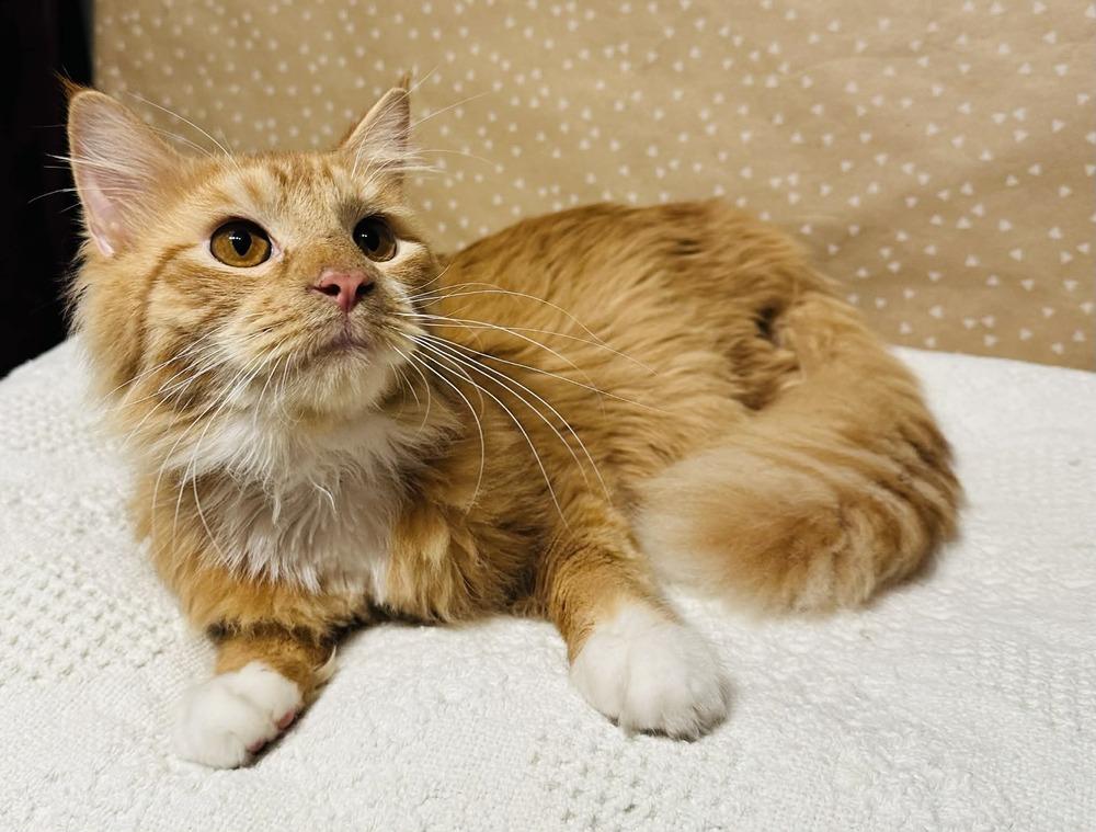 Ziggy, Adoptable, Kitten Male Domestic Long Hair.