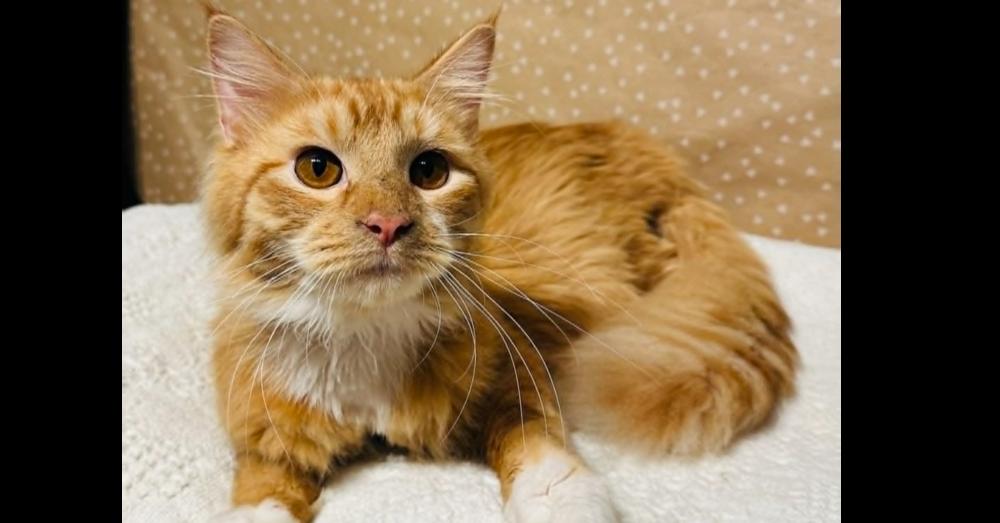 Enlarge Ziggy, a Adoptable mixed breed in Groveland, MA image 2/6