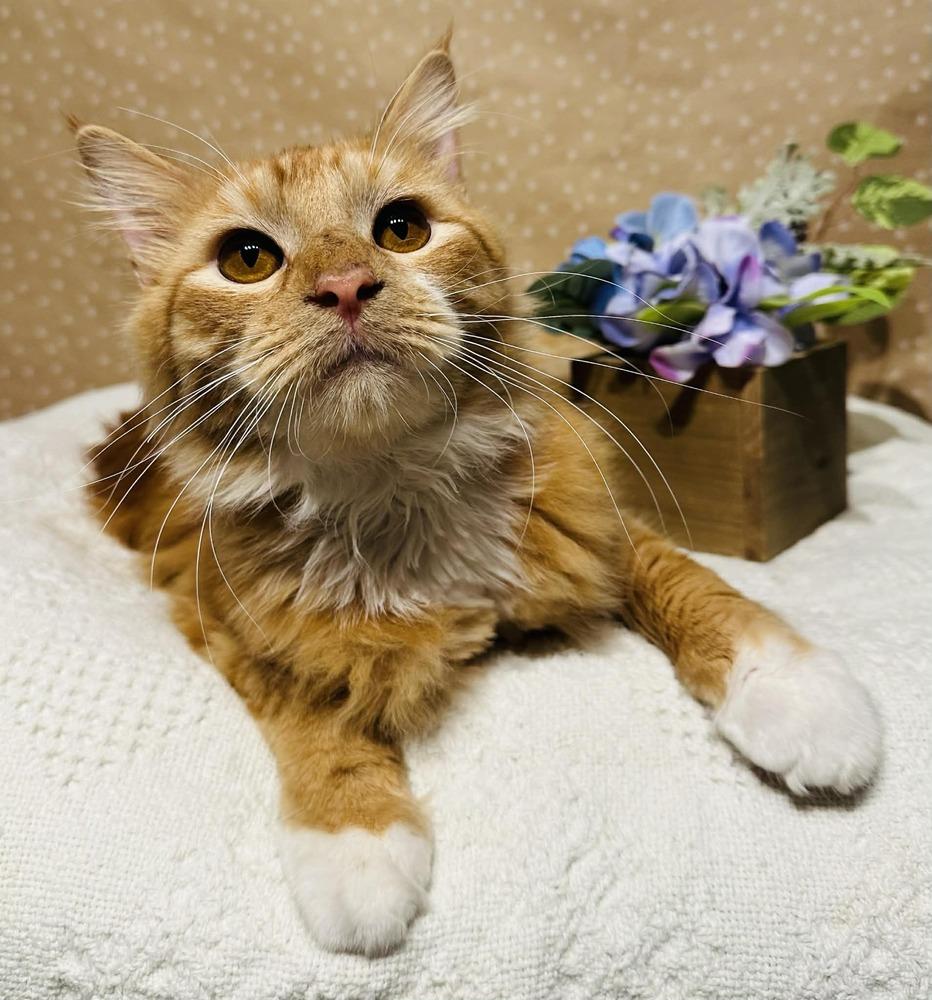 Enlarge Ziggy, a Adoptable mixed breed in Groveland, MA image 3/6