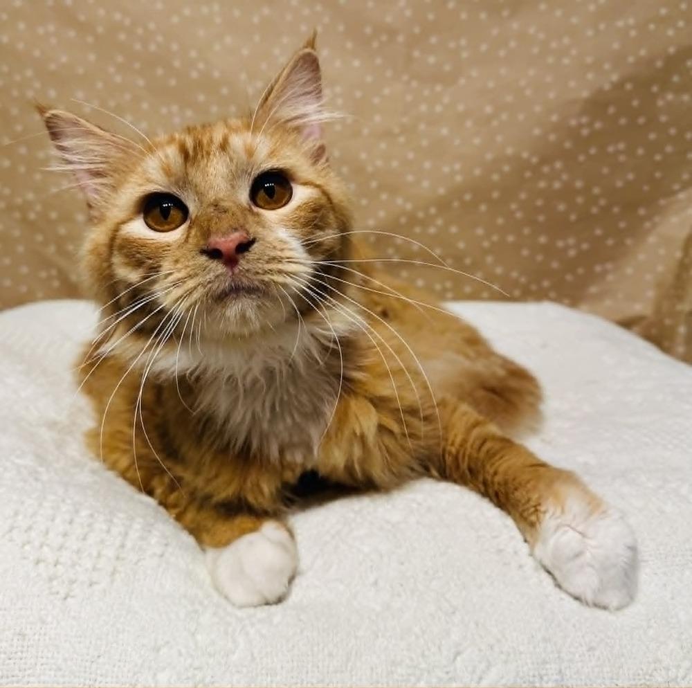 Enlarge Ziggy, a Adoptable mixed breed in Groveland, MA image 5/6