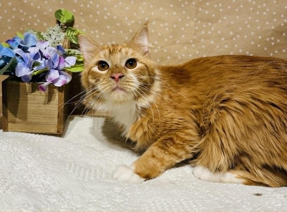 Enlarge Ziggy, a Adoptable mixed breed in Groveland, MA image 6/6
