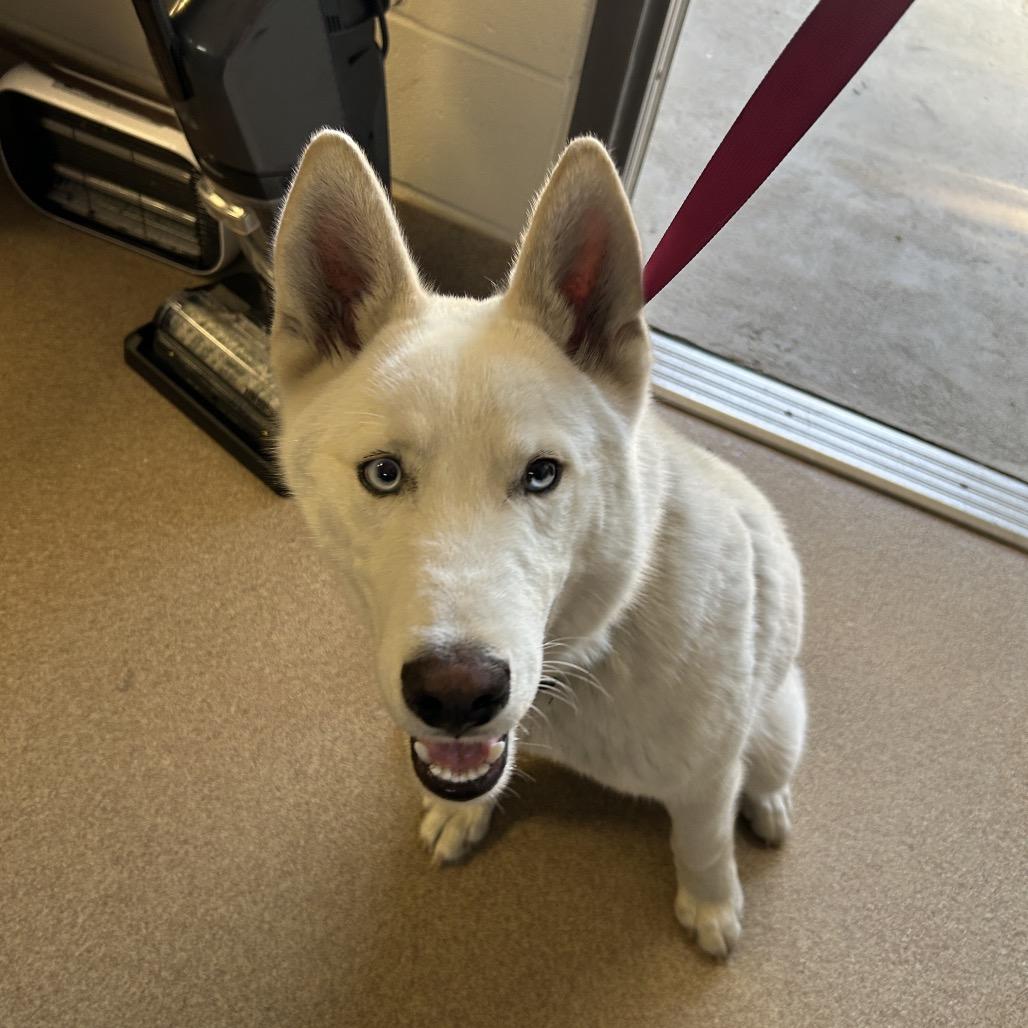 Enlarge Ryker, a Adoptable Husky in Hinesville, GA image 1/1