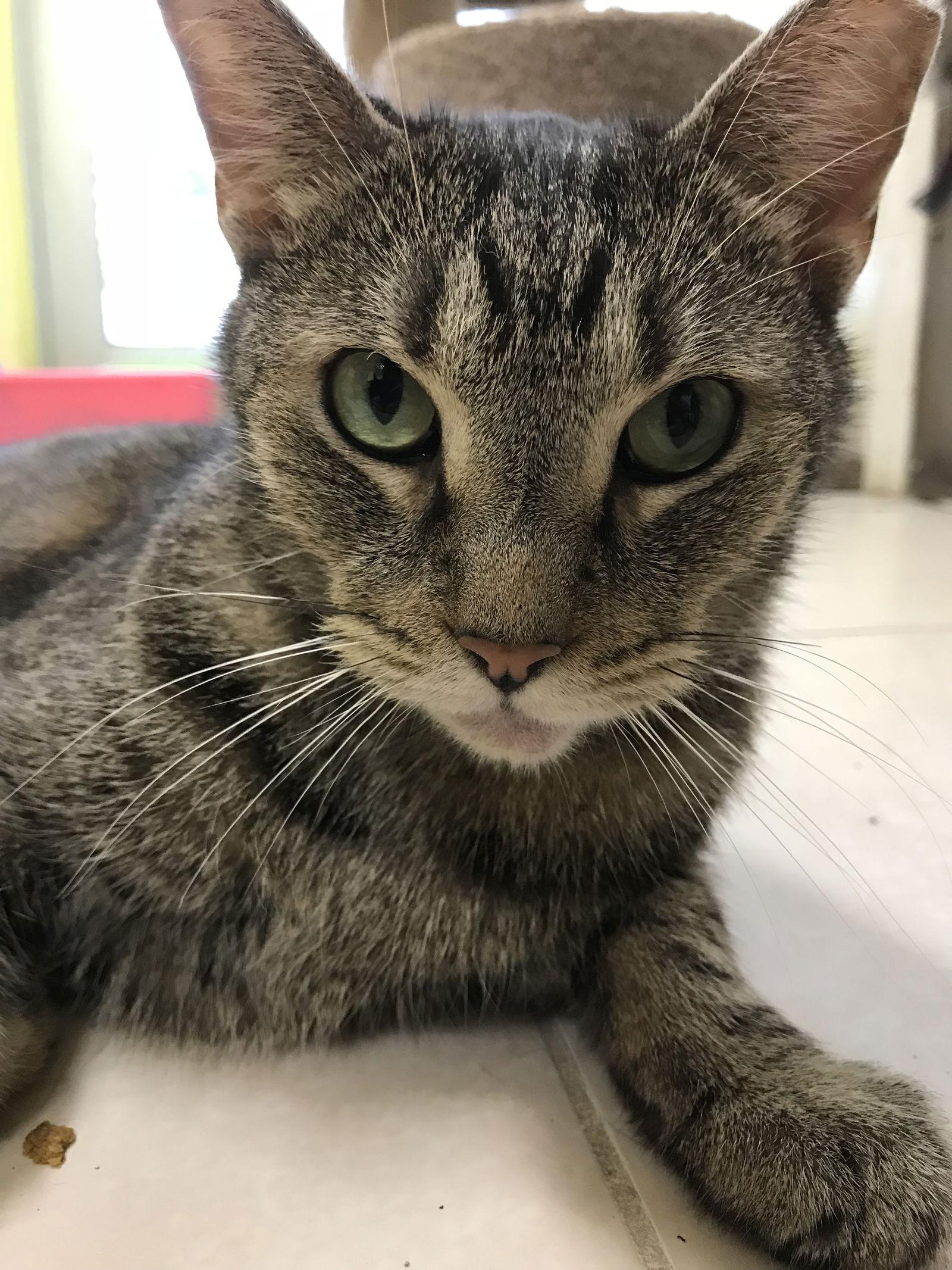 Jack, Adoptable, Adult Male Domestic Short Hair.