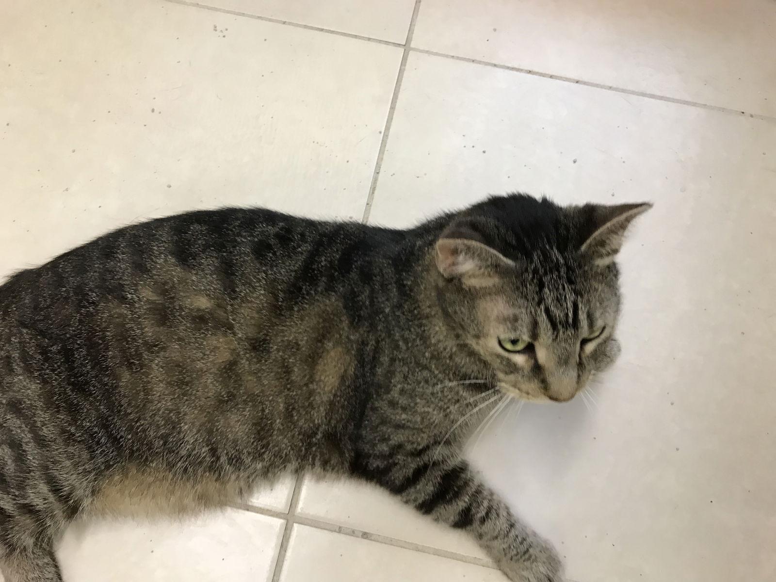 Jack, a Adoptable Domestic Short Hair in Oakland Park, FL image 2/3