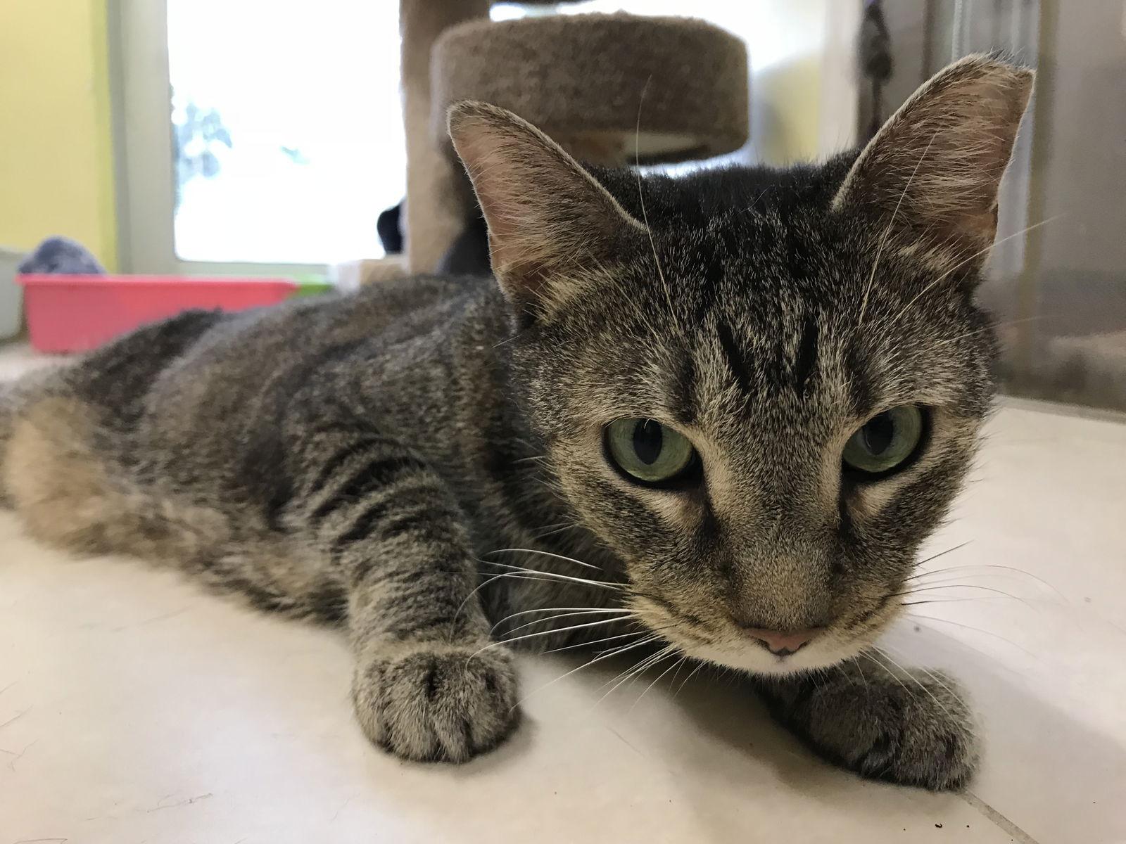 Jack, a Adoptable Domestic Short Hair in Oakland Park, FL image 3/3