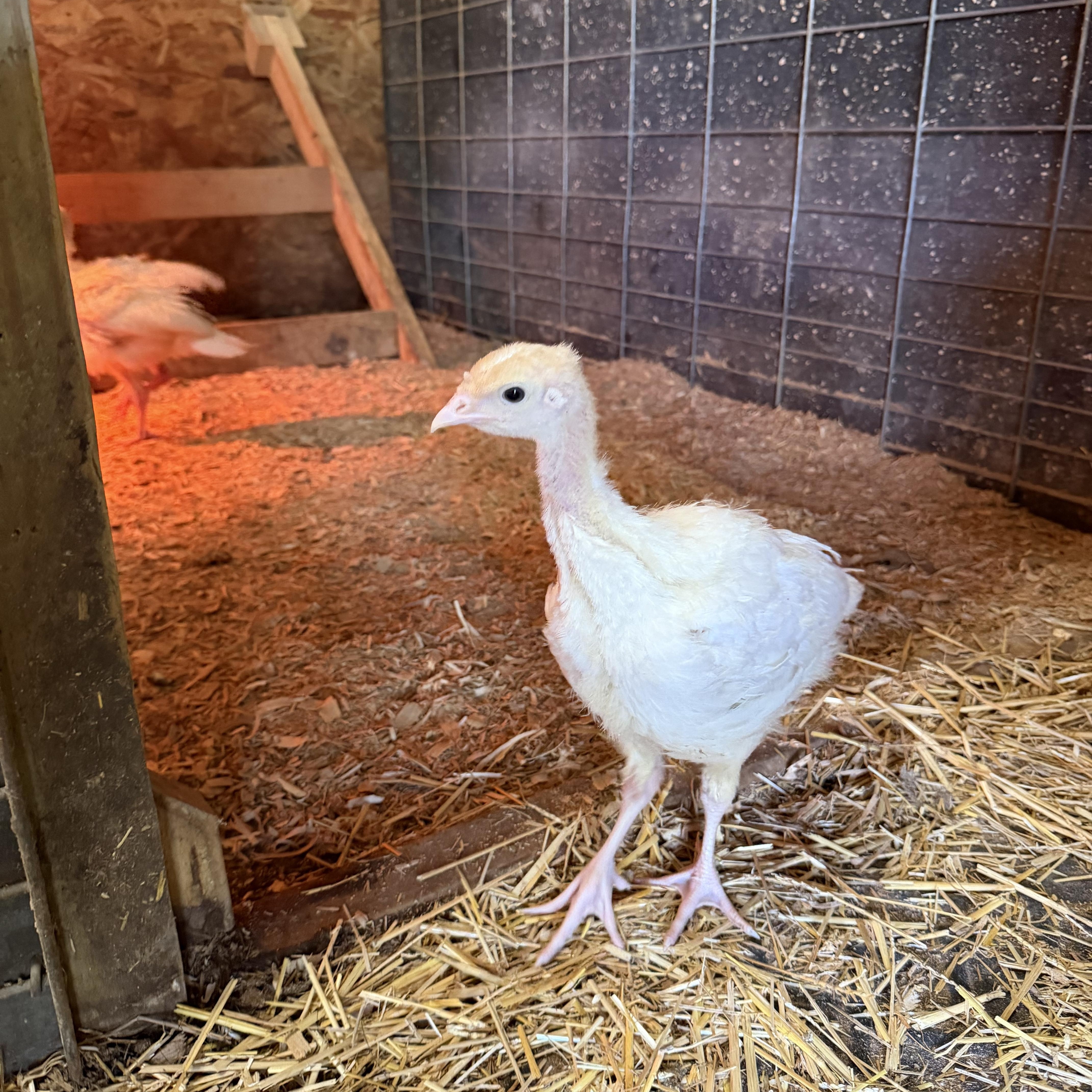Peep & Meep, adopted, Baby Male Turkey.