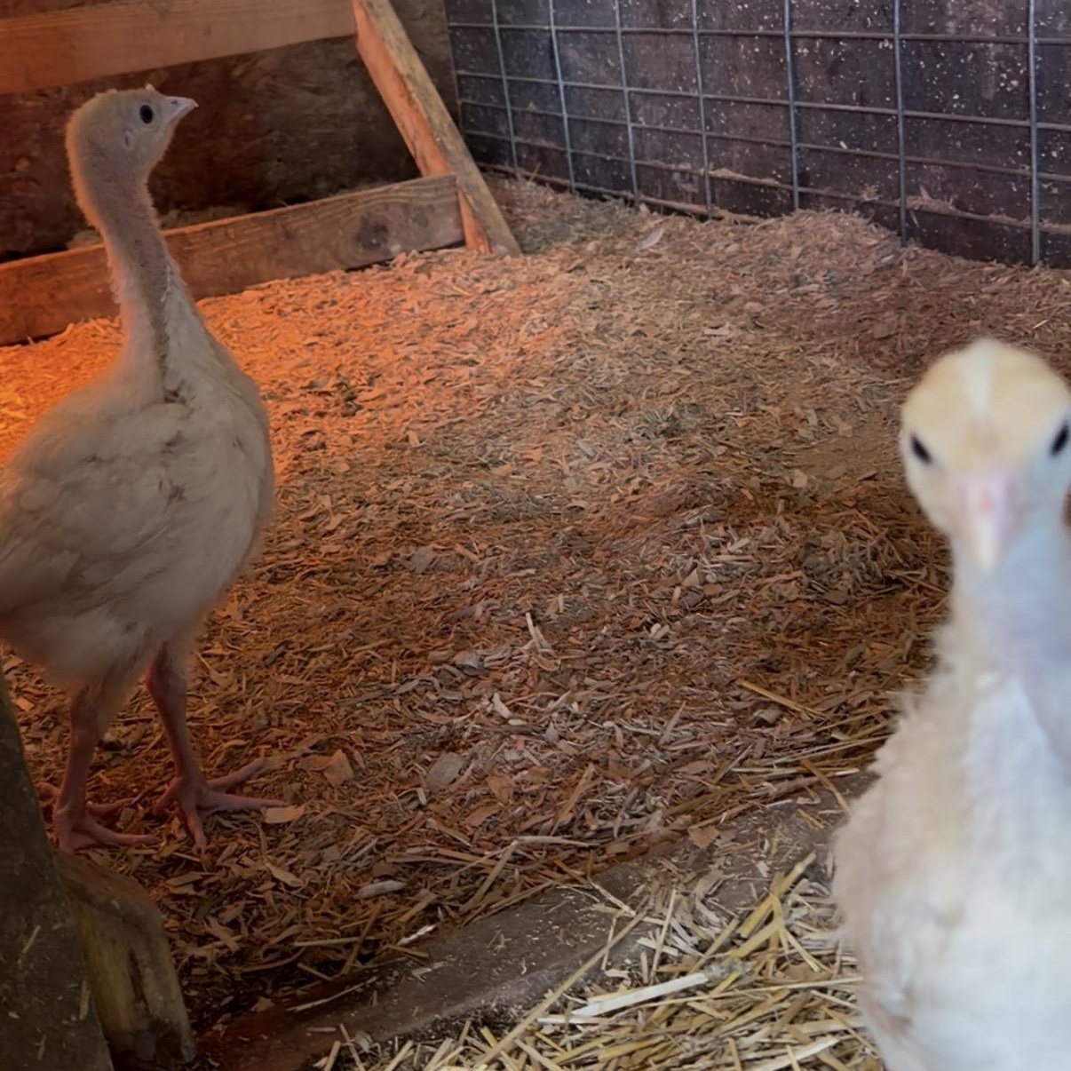 Enlarge Peep & Meep, an adopted Turkey in Ravenna, OH image 2/2