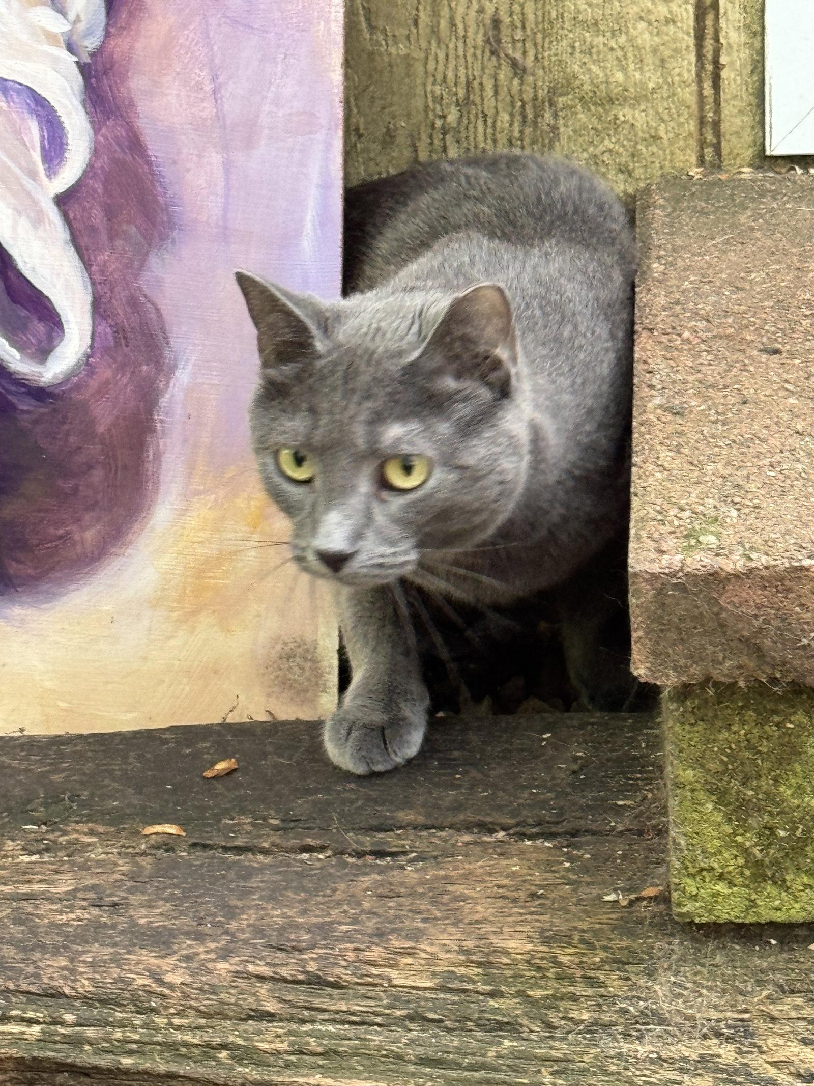 Pooh, Adoptable, Young Female Domestic Short Hair.