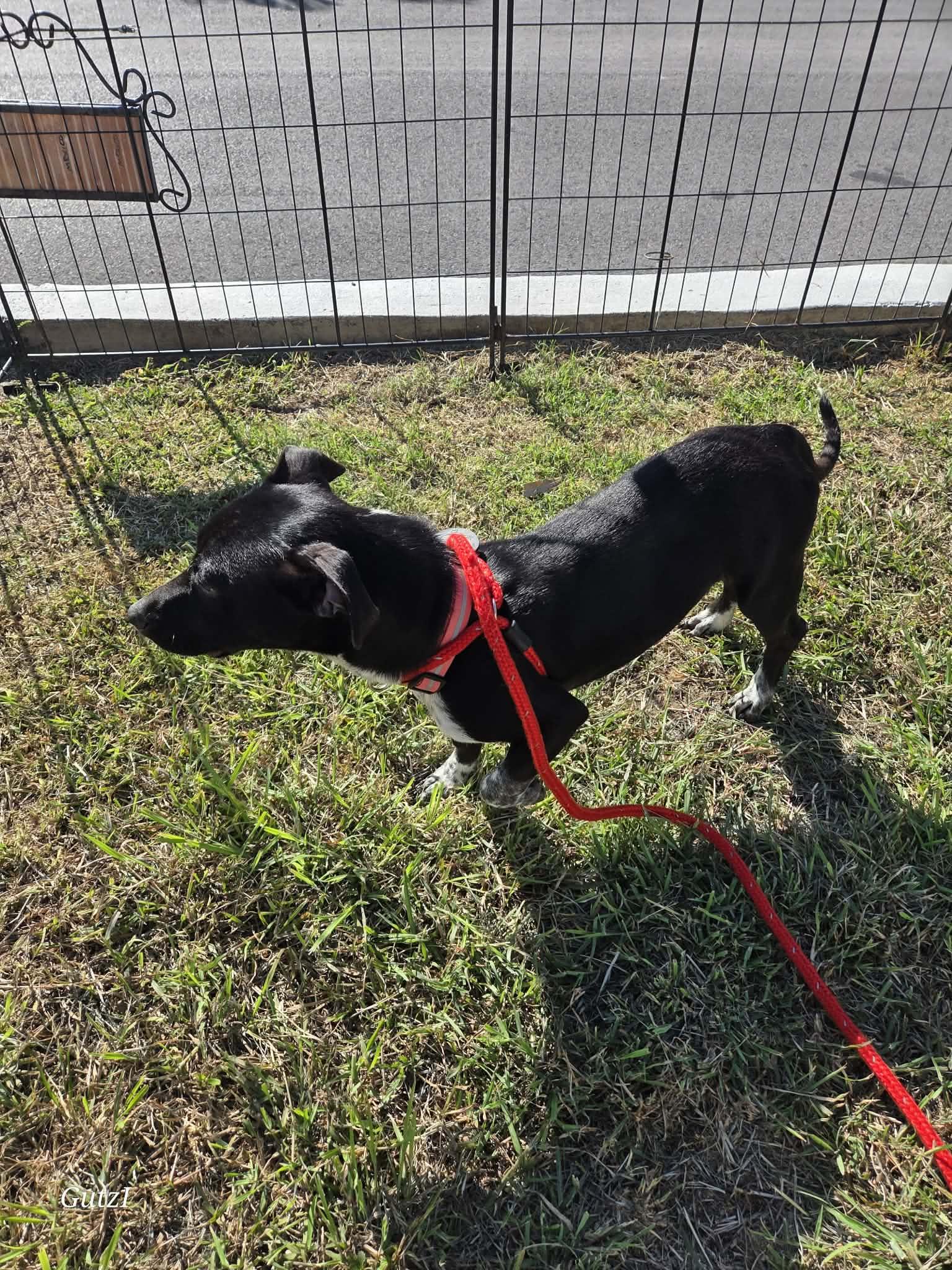 Enlarge Zeke, a ADOPTABLE mixed breed in Boise, ID image 4/4