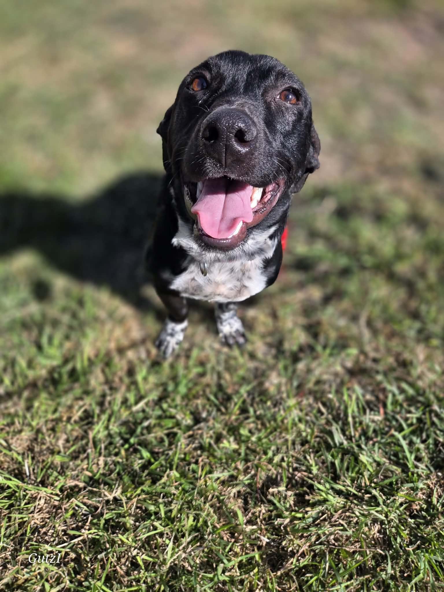 Zeke, ADOPTABLE, Young Male Labrador Retriever & Pit Bull Terrier.