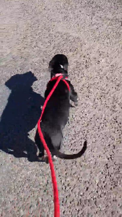 Enlarge Zeke, a ADOPTABLE mixed breed in Boise, ID video 3/4