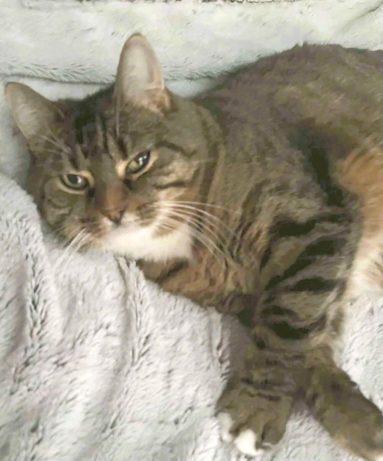 Enlarge Darla Sue, a Adoptable Domestic Short Hair in Trenton, NJ image 1/3