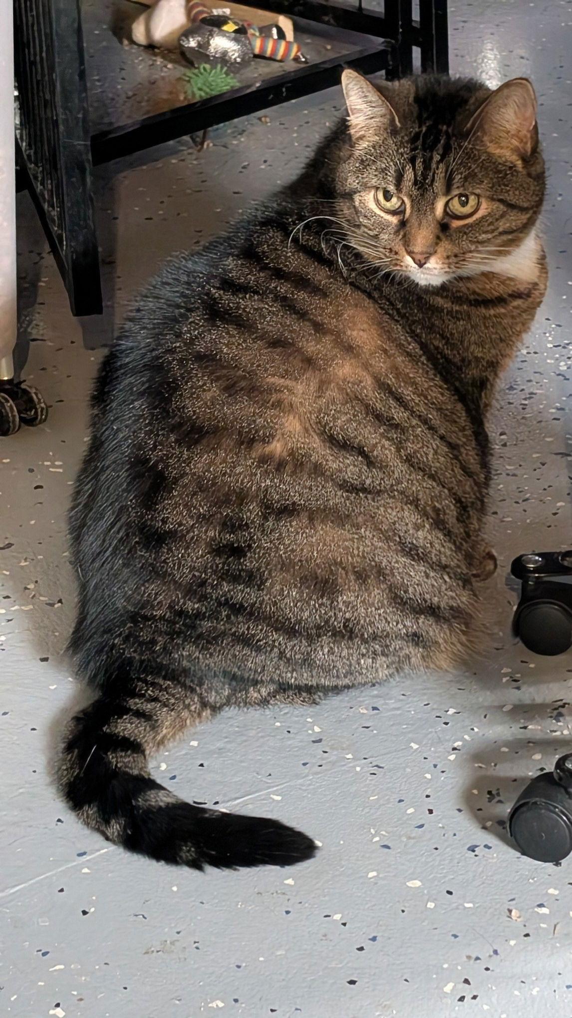 Darla Sue, a Adoptable Domestic Short Hair in Trenton, NJ image 1/3