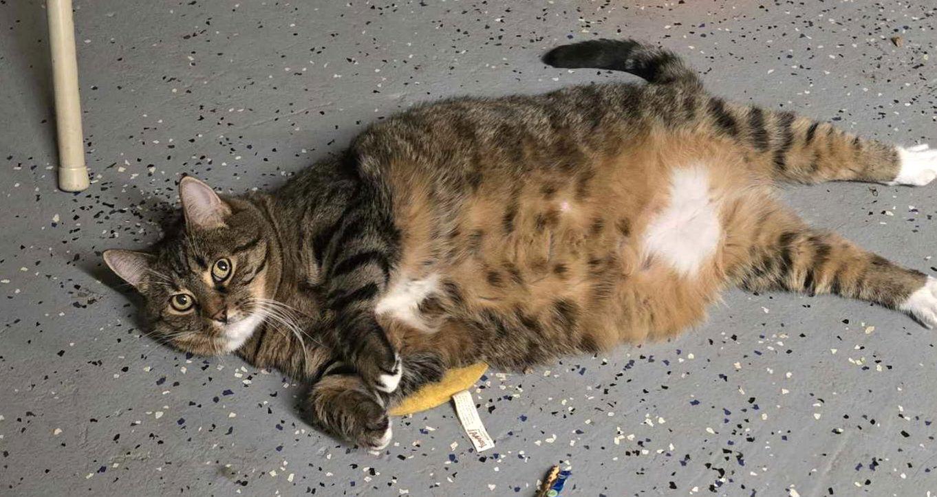 Darla Sue, a Adoptable Domestic Short Hair in Trenton, NJ image 2/3