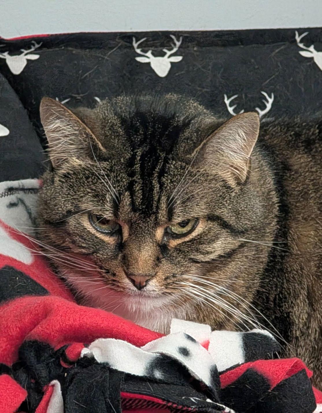 Darla Sue, a Adoptable Domestic Short Hair in Trenton, NJ image 3/3