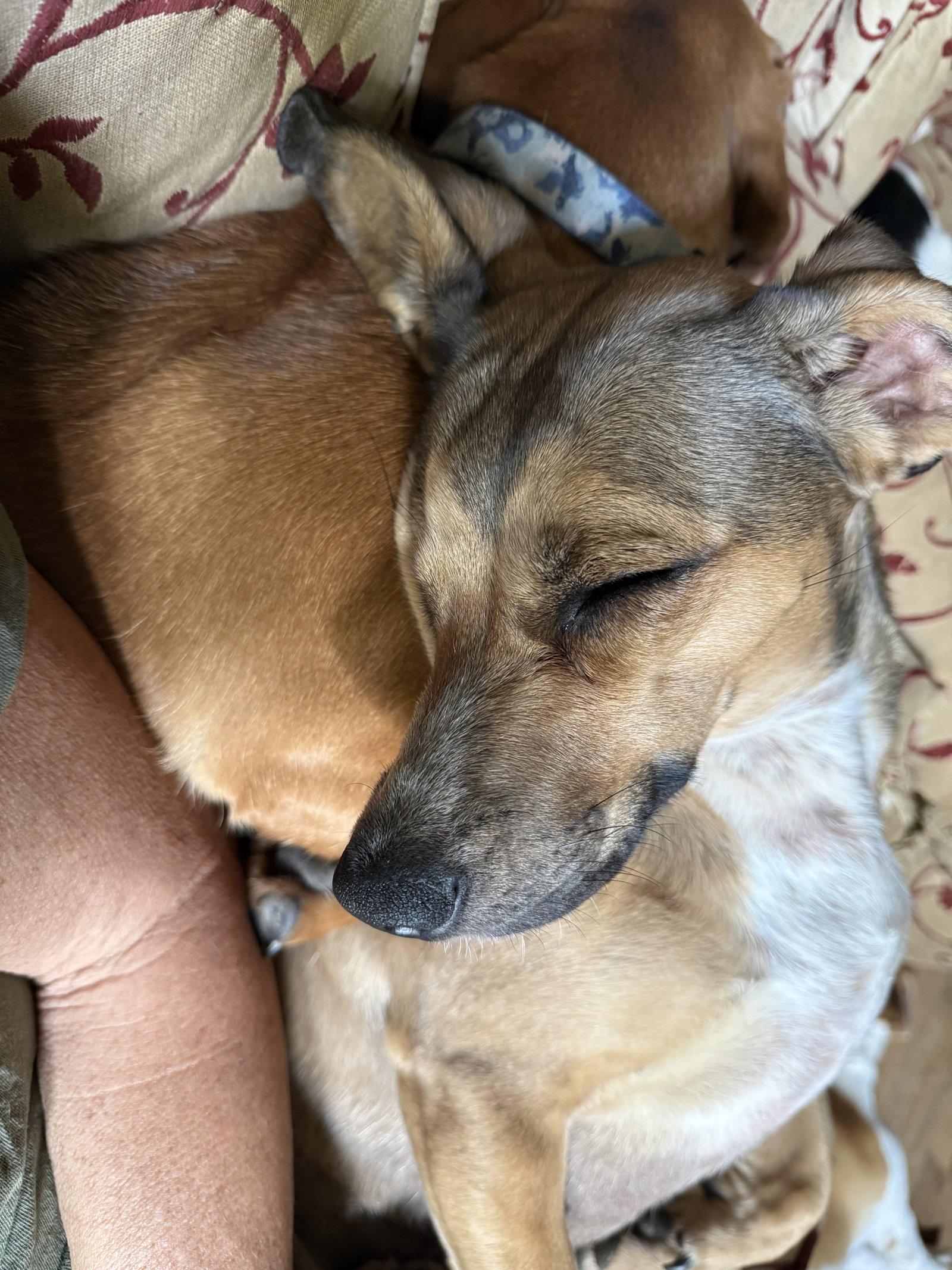 Enlarge Josie (Bonded with Samantha), a Adoptable Dachshund in Nashville, TN image 1/3