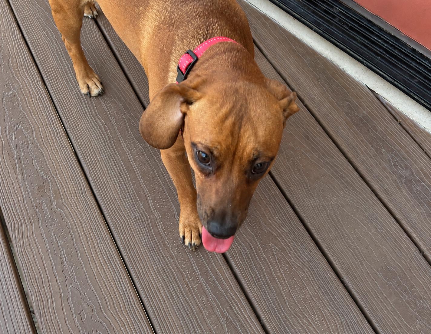 Enlarge Josie (Bonded with Samantha), a Adoptable Dachshund in Nashville, TN image 2/3
