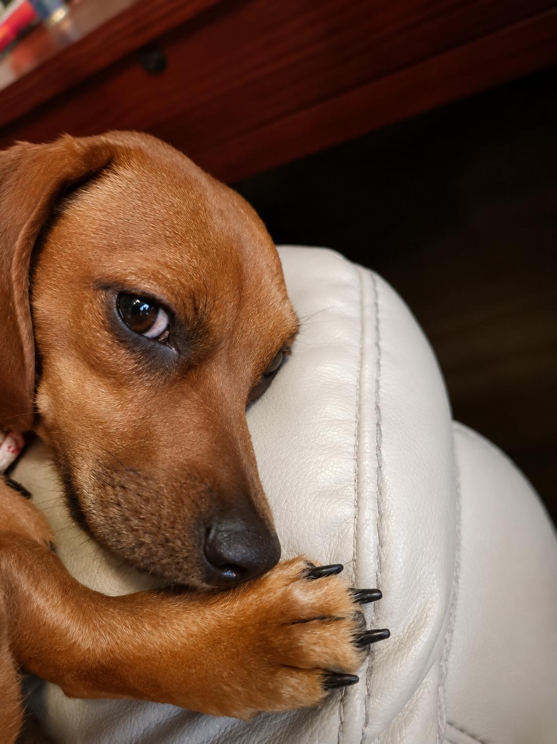 Enlarge Josie (Bonded with Samantha), a Adoptable Dachshund in Nashville, TN image 3/3