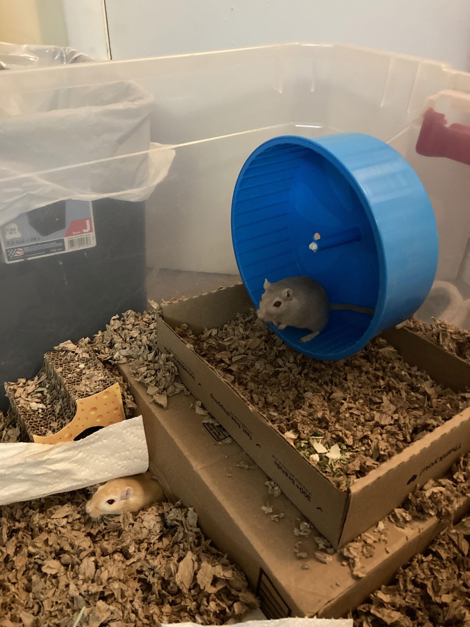 Sunny, a Adoptable Gerbil in Frederick, MD image 2/3