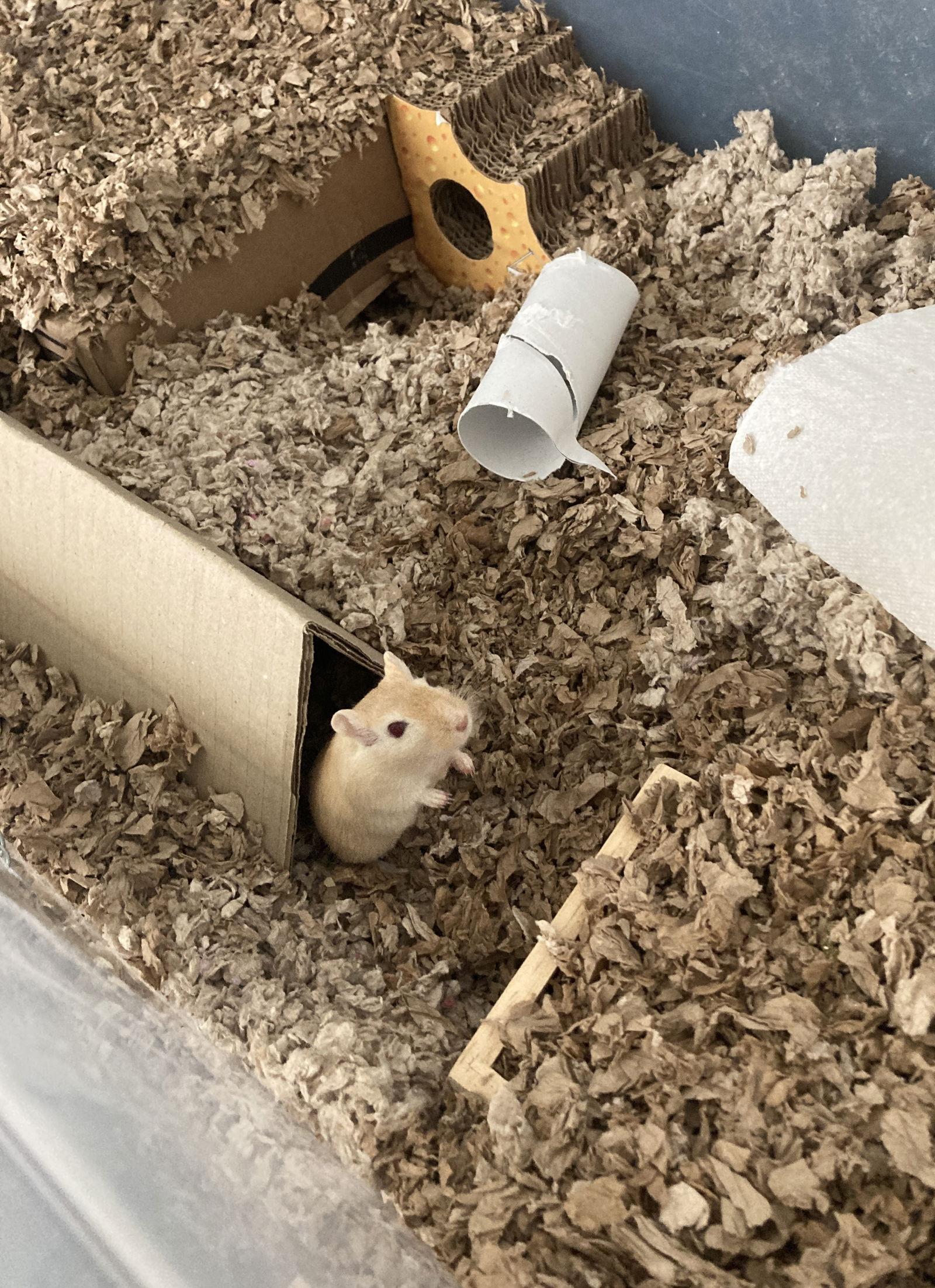 Sunny, a Adoptable Gerbil in Frederick, MD image 3/3