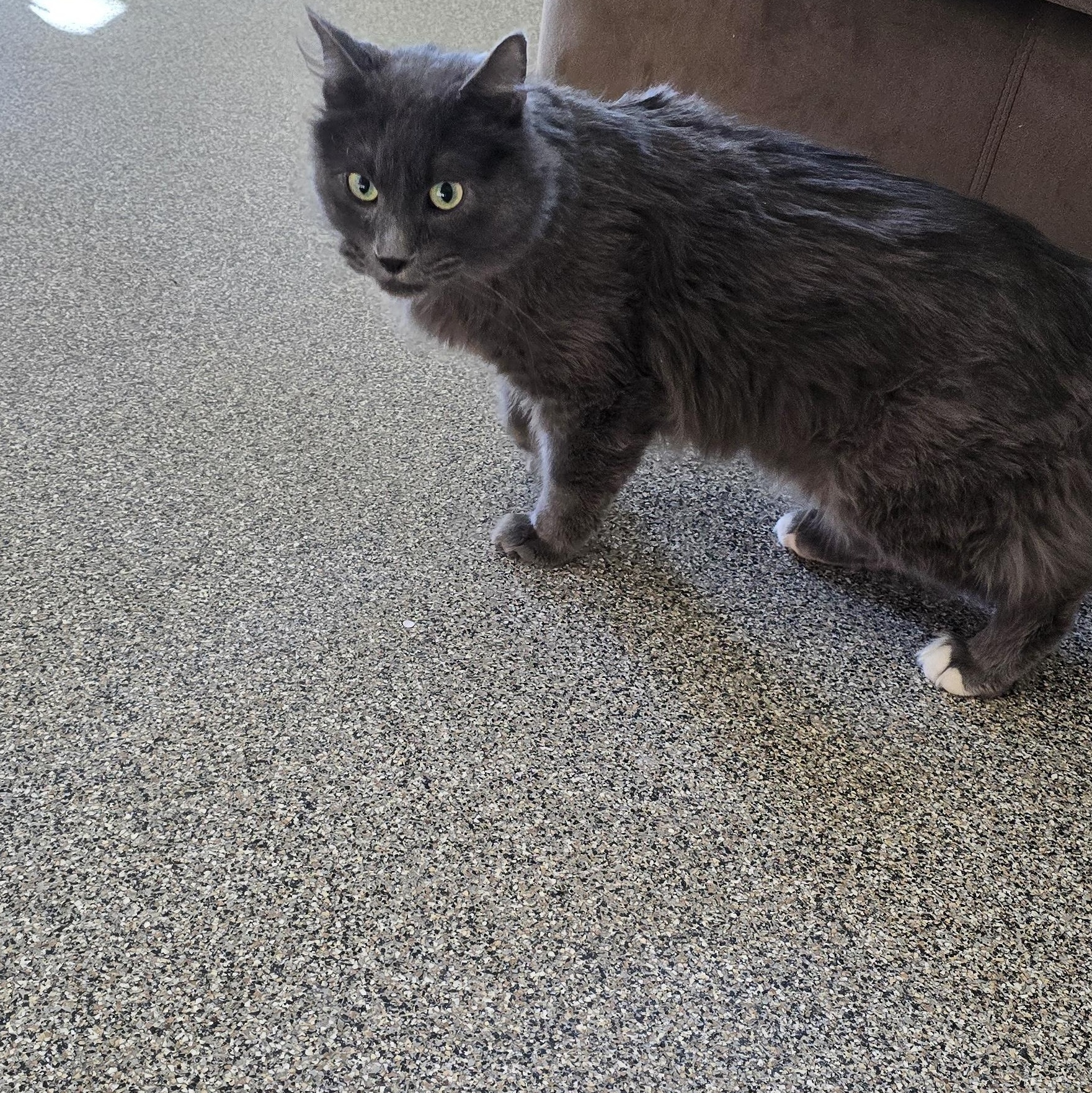 Enlarge Cypress, a ADOPTABLE mixed breed in Gunnison, CO image 1/1