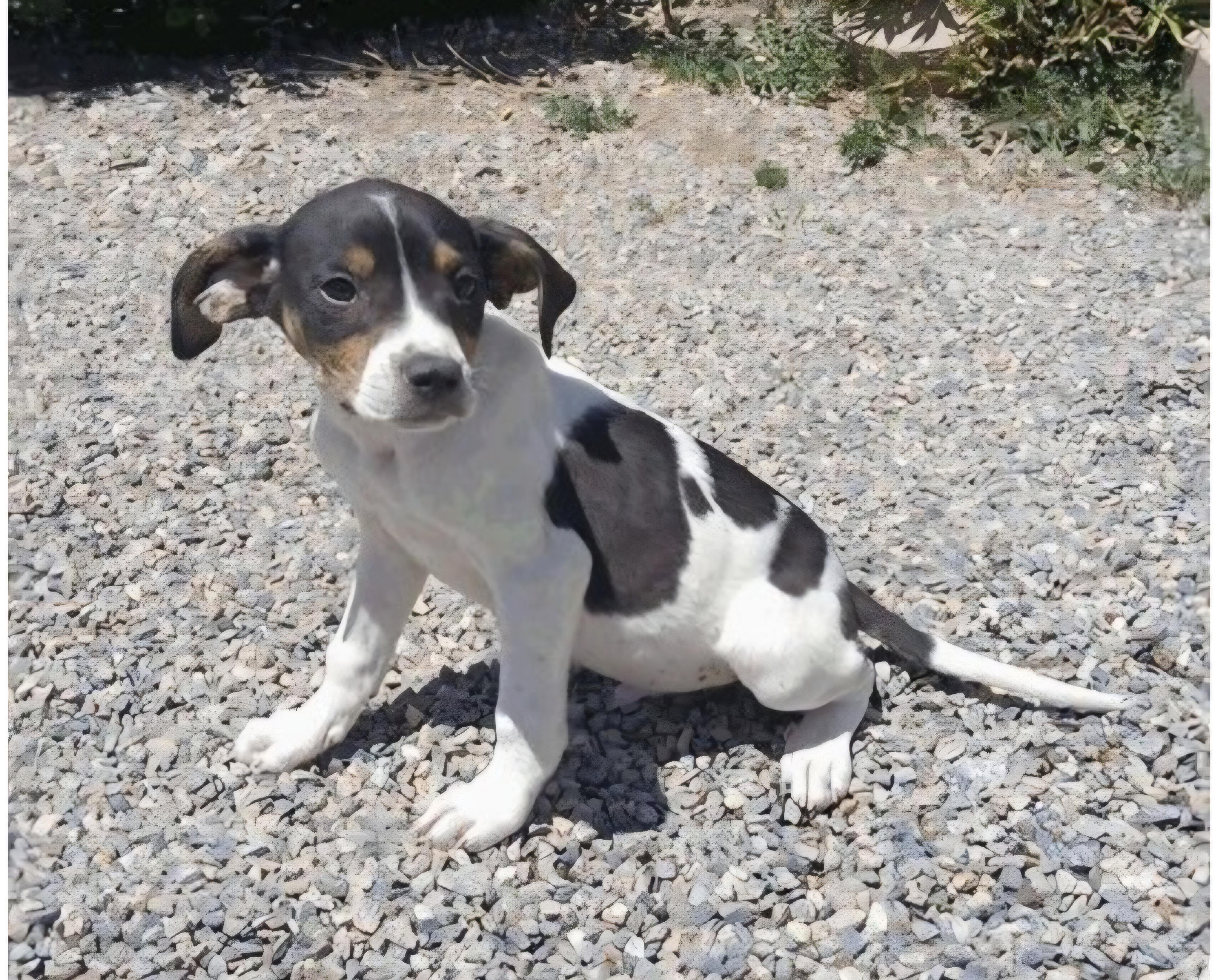 Polaris, ADOPTABLE, Puppy Male Hound & Australian Cattle Dog / Blue Heeler.