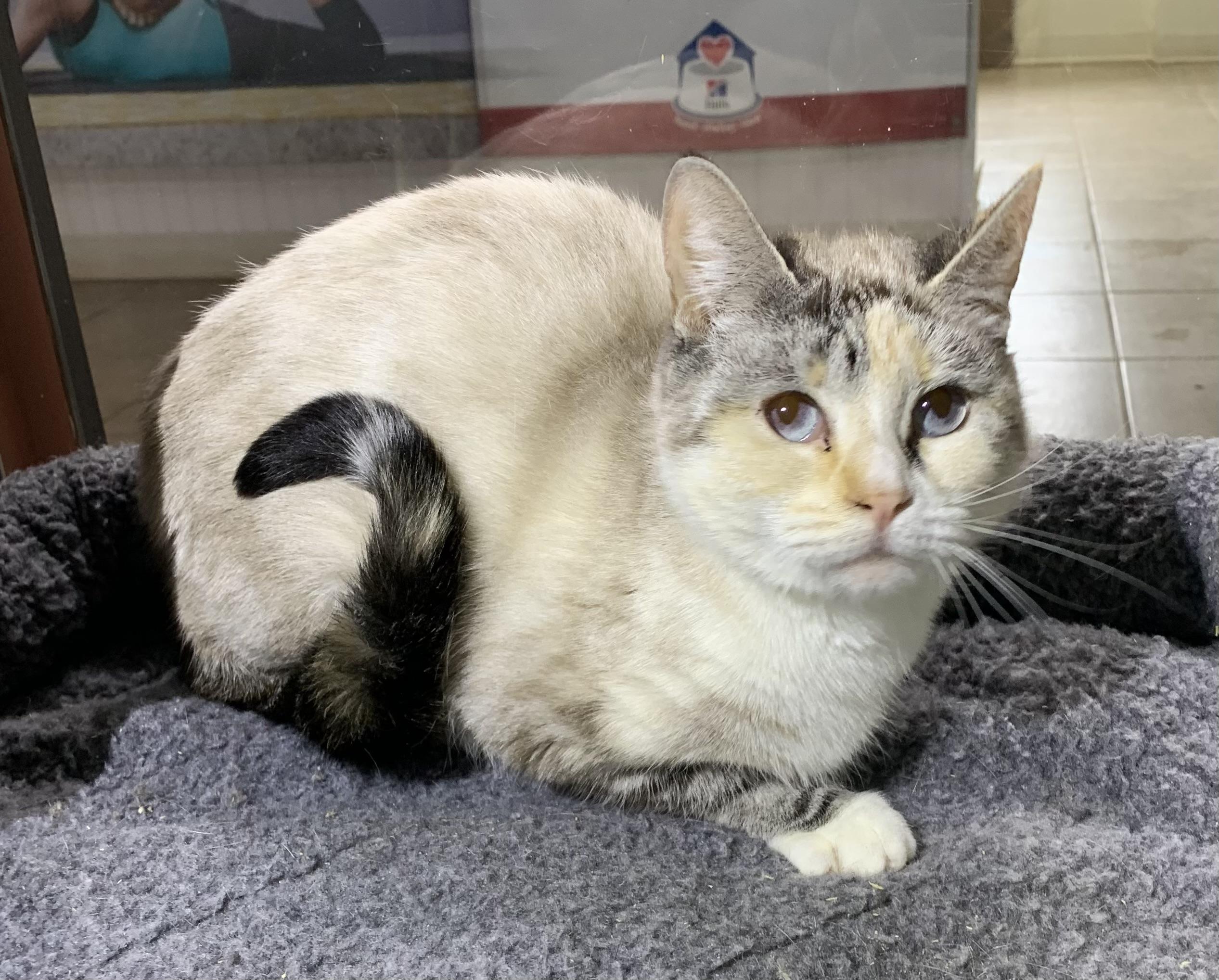 Enlarge Sissy, an adopted mixed breed in Massena, NY image 1/1