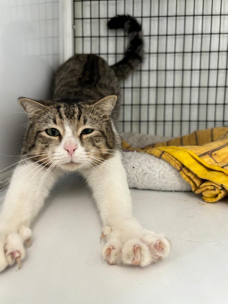 Teddy, Adoptable, Adult Male Domestic Short Hair.