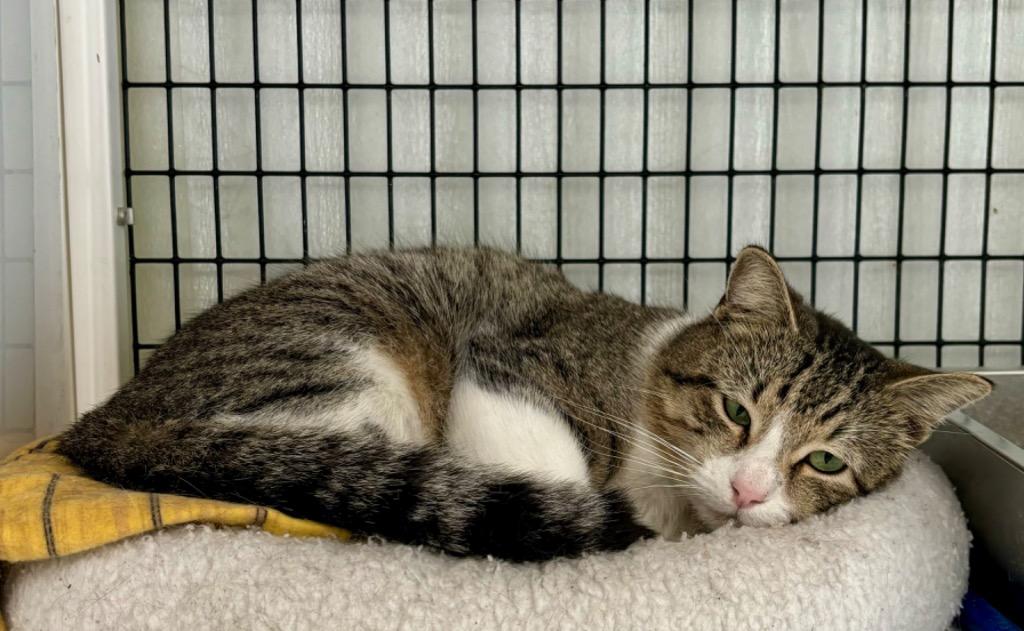 Enlarge Teddy, a Adoptable mixed breed in Luling, TX image 2/2