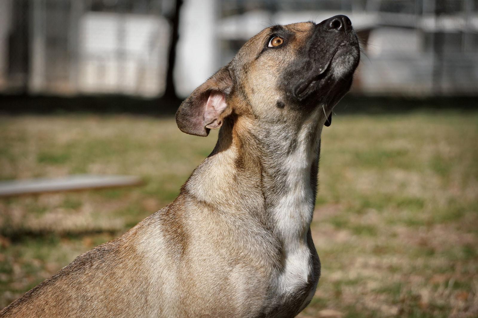 Enlarge Madea, a Adoptable Black Mouth Cur in Gun Barrel City, TX image 1/6