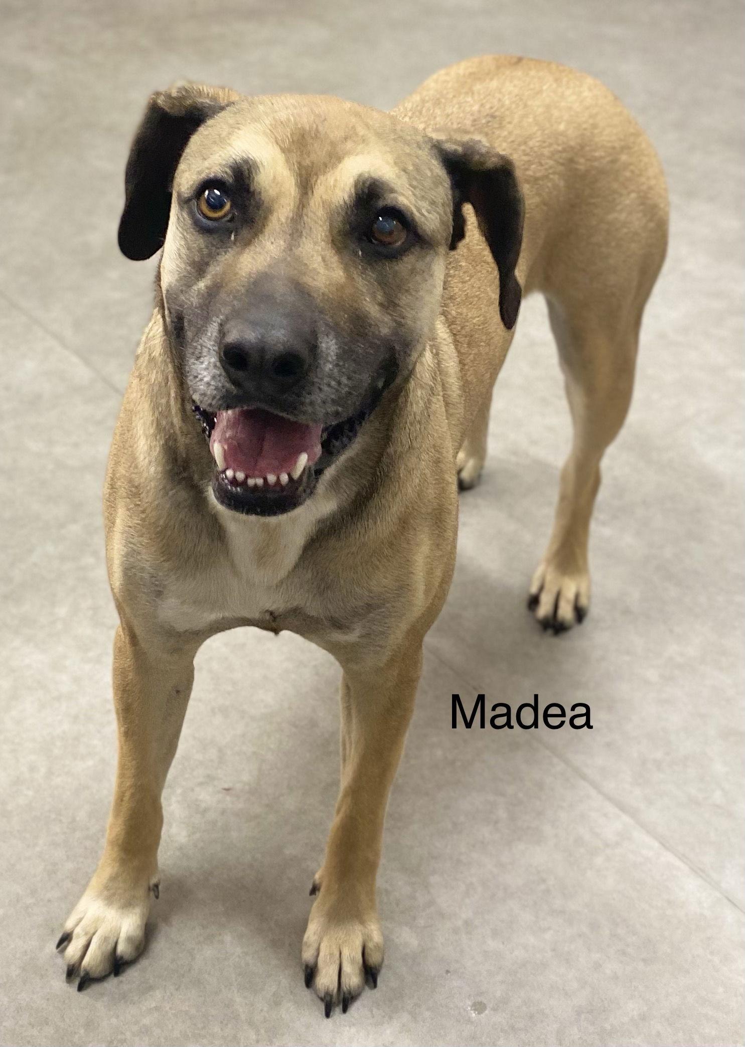 Enlarge Madea, a Adoptable Black Mouth Cur in Gun Barrel City, TX image 3/6