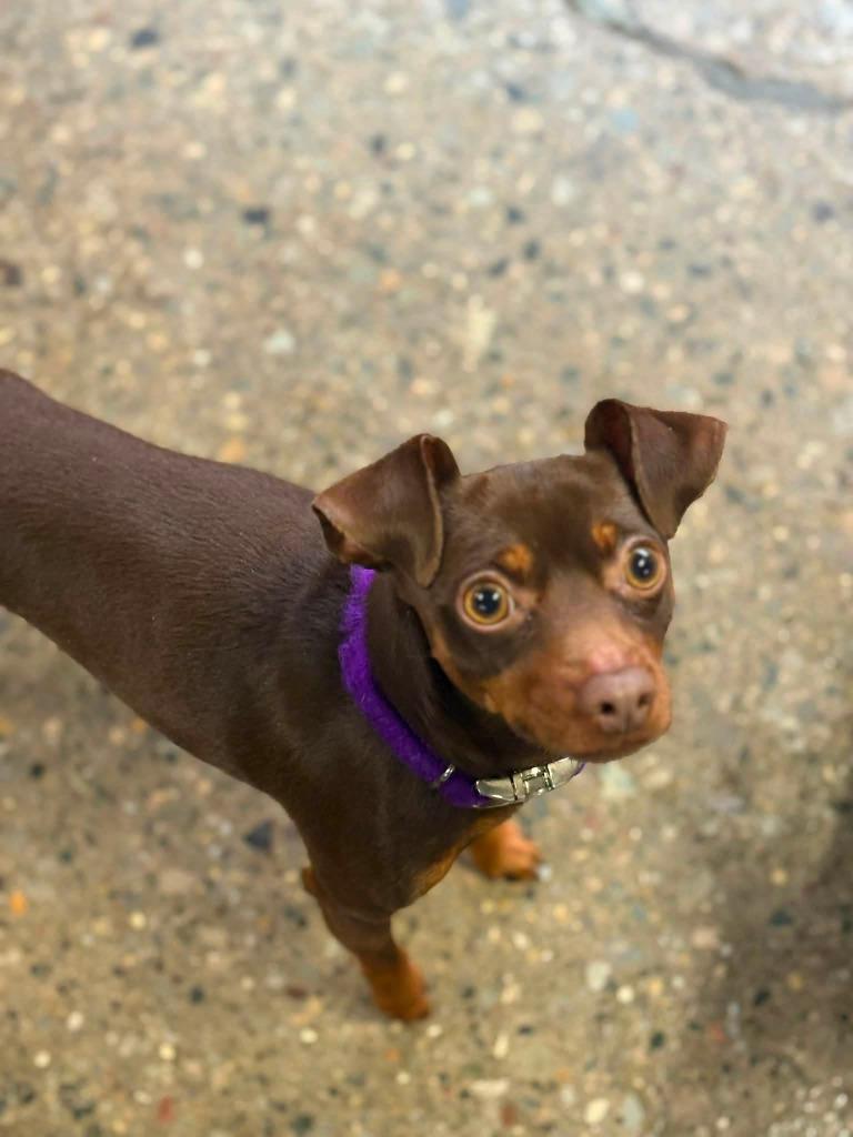 Ash, Adopted, Young Male Miniature Pinscher.