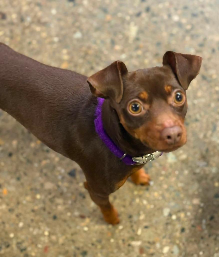 Enlarge Ash, a Adopted Miniature Pinscher in Warren, MI image 2/4