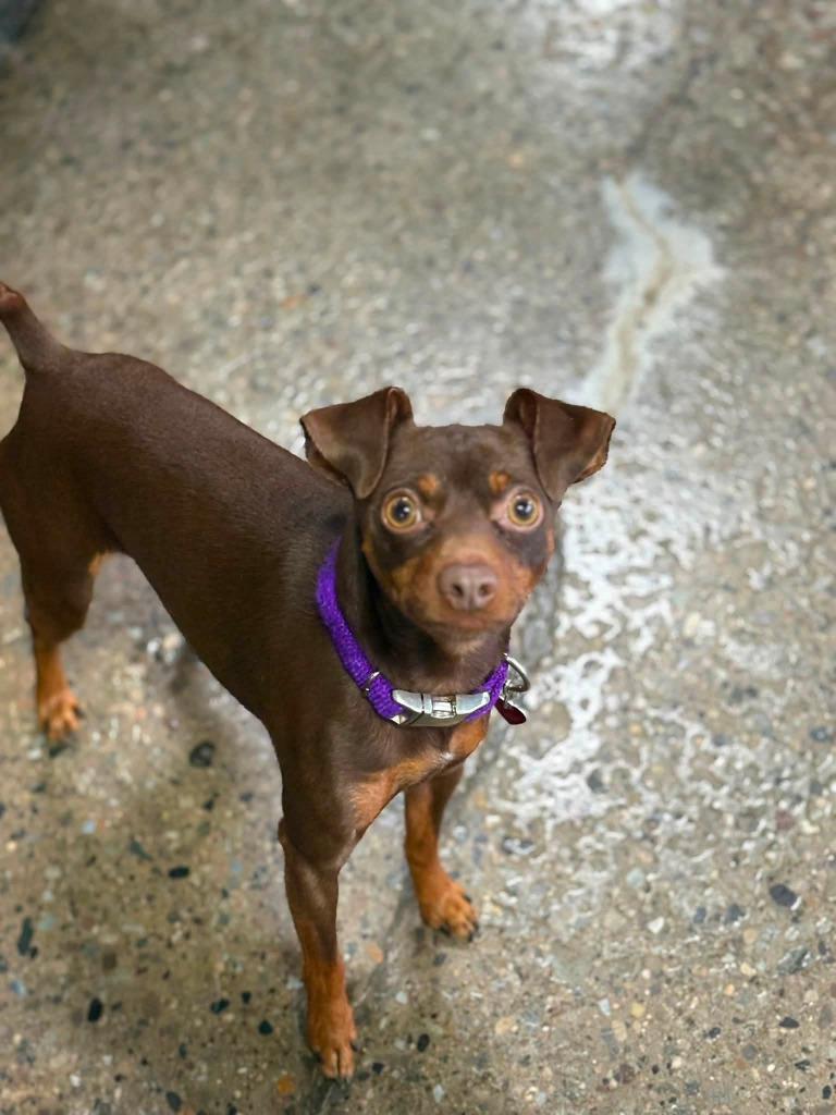 Enlarge Ash, a Adopted Miniature Pinscher in Warren, MI image 3/4