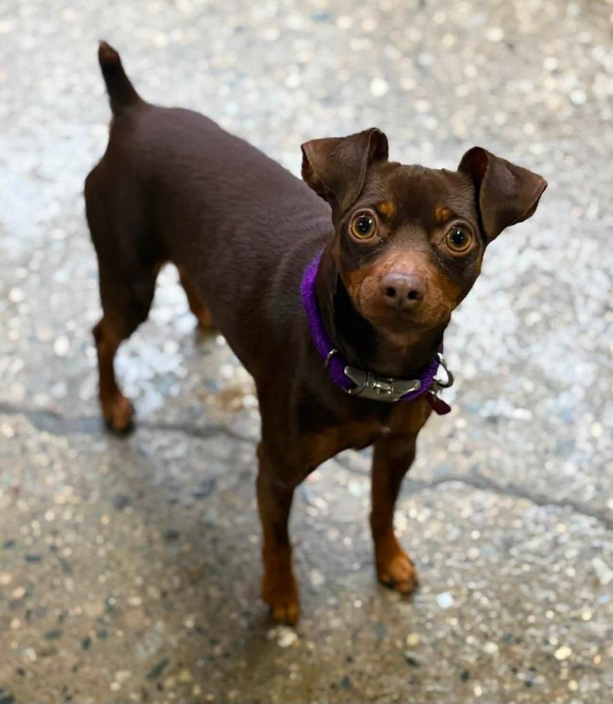 Enlarge Ash, a Adopted Miniature Pinscher in Warren, MI image 4/4