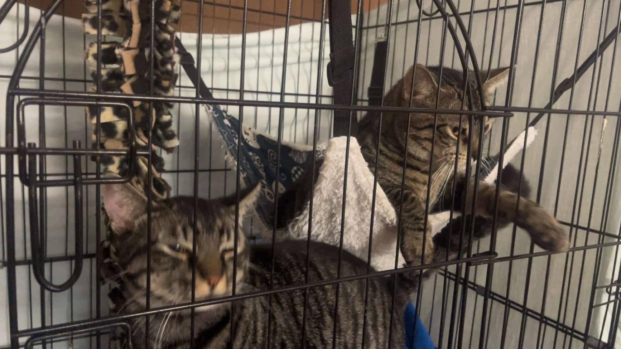 Mugwart and Chive, Adoptable, Young Male Domestic Short Hair.