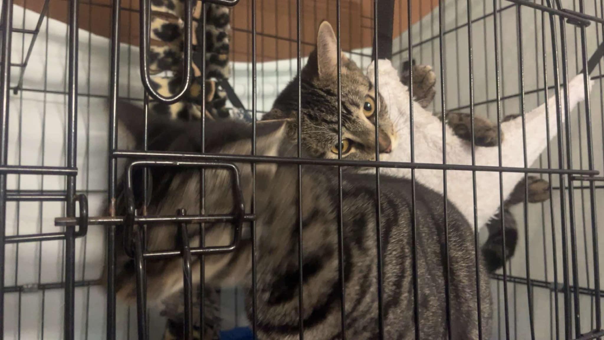 Enlarge Mugwart and Chive, a Adoptable Domestic Short Hair in Newark valley, NY image 5/6