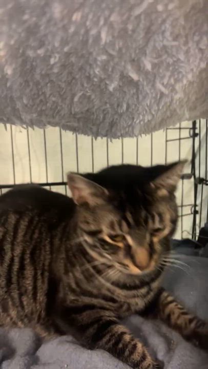 Enlarge Mugwart and Chive, a Adoptable Domestic Short Hair in Newark valley, NY video 2/6