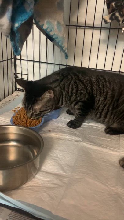 Enlarge Mugwart and Chive, a Adoptable Domestic Short Hair in Newark valley, NY video 3/6