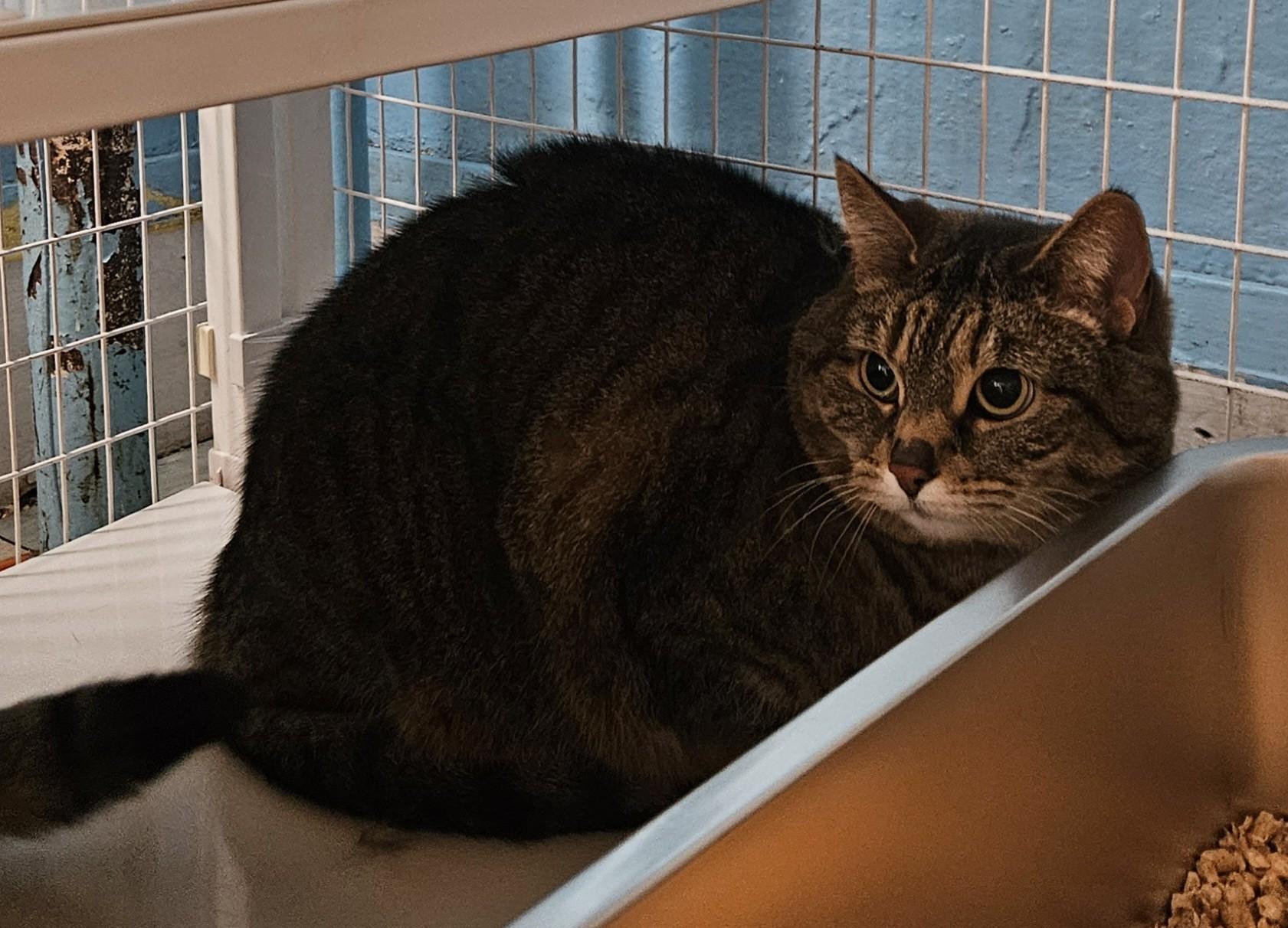Chiclet, ADOPTABLE, Adult Female Domestic Short Hair.