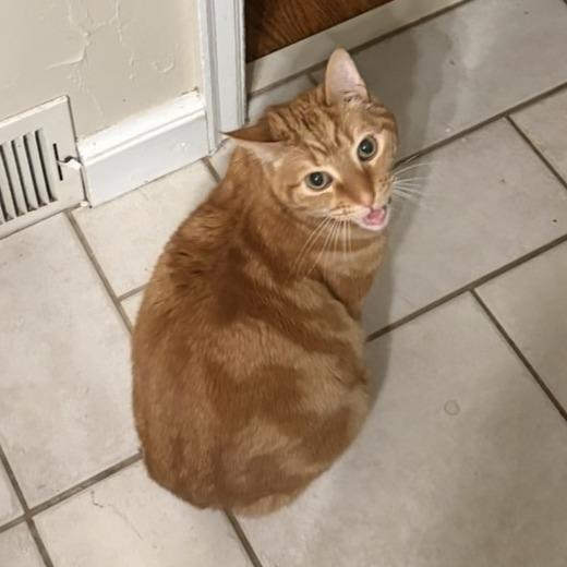 Enlarge Remi C12802, a Adoptable American Shorthair in Minneapolis, MN image 5/6
