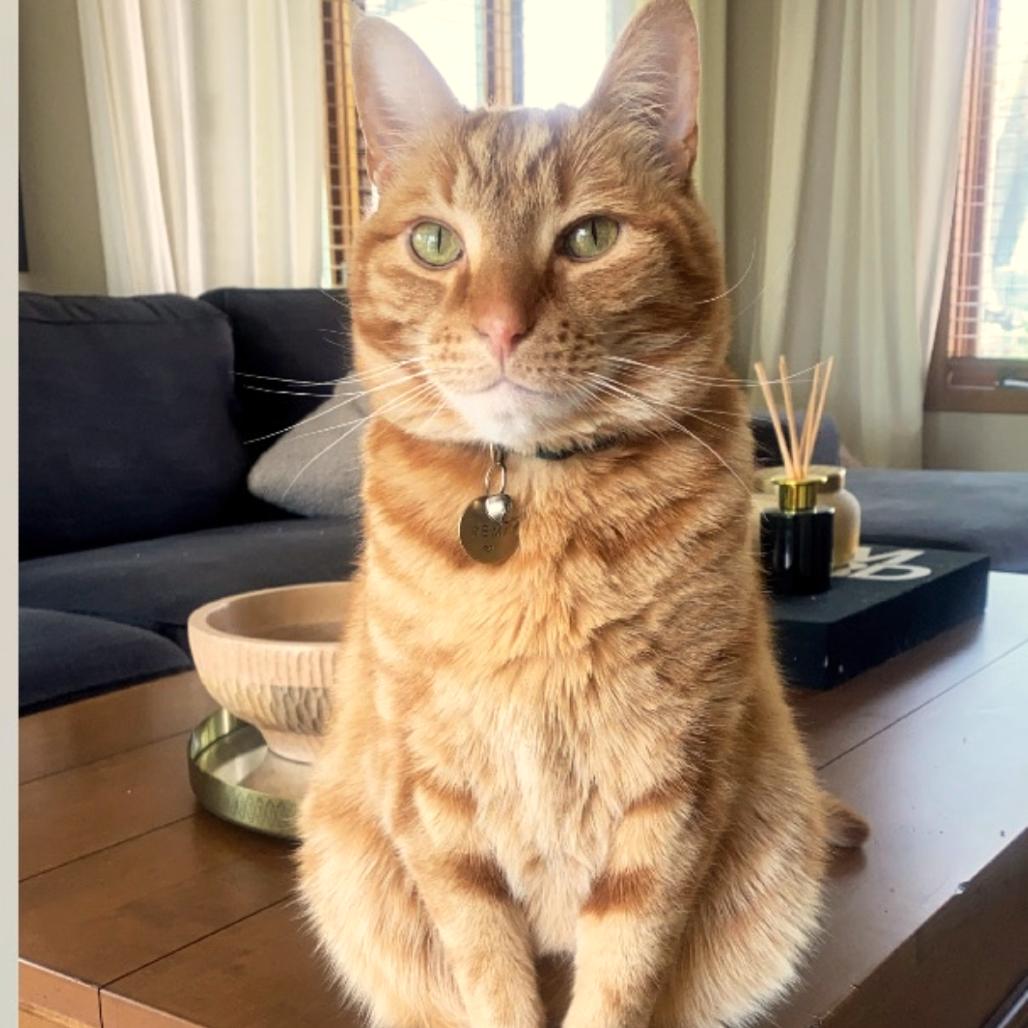 Enlarge Remi C12802, a Adoptable American Shorthair in Minneapolis, MN image 1/6