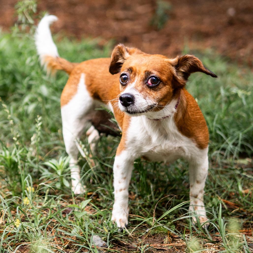 Sweetpea, Adoptable, Senior Female Chihuahua & Terrier.
