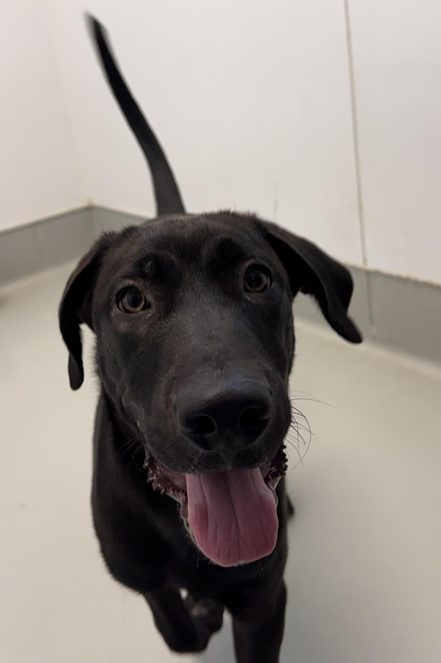 Zach, Adoptable, Puppy Male Labrador Retriever & Great Dane.
