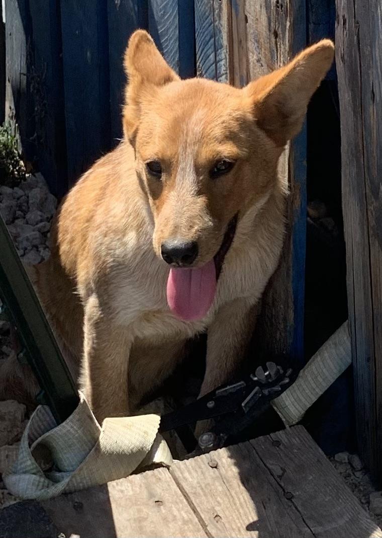 Buddy, Young Male Australian Cattle Dog / Blue Heeler