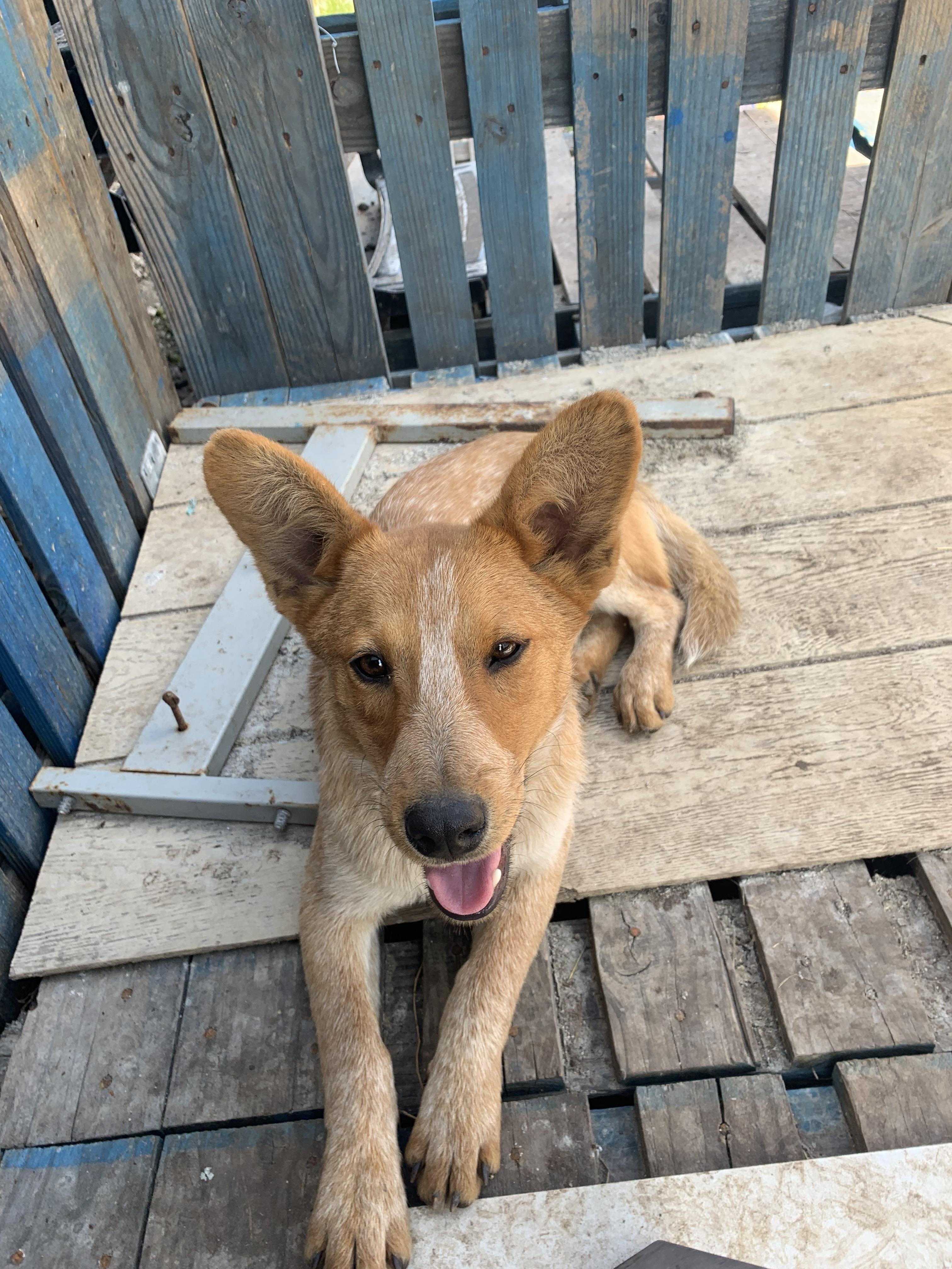 Enlarge Buddy, a Adopted Australian Cattle Dog / Blue Heeler in Beeville, TX image 2/4