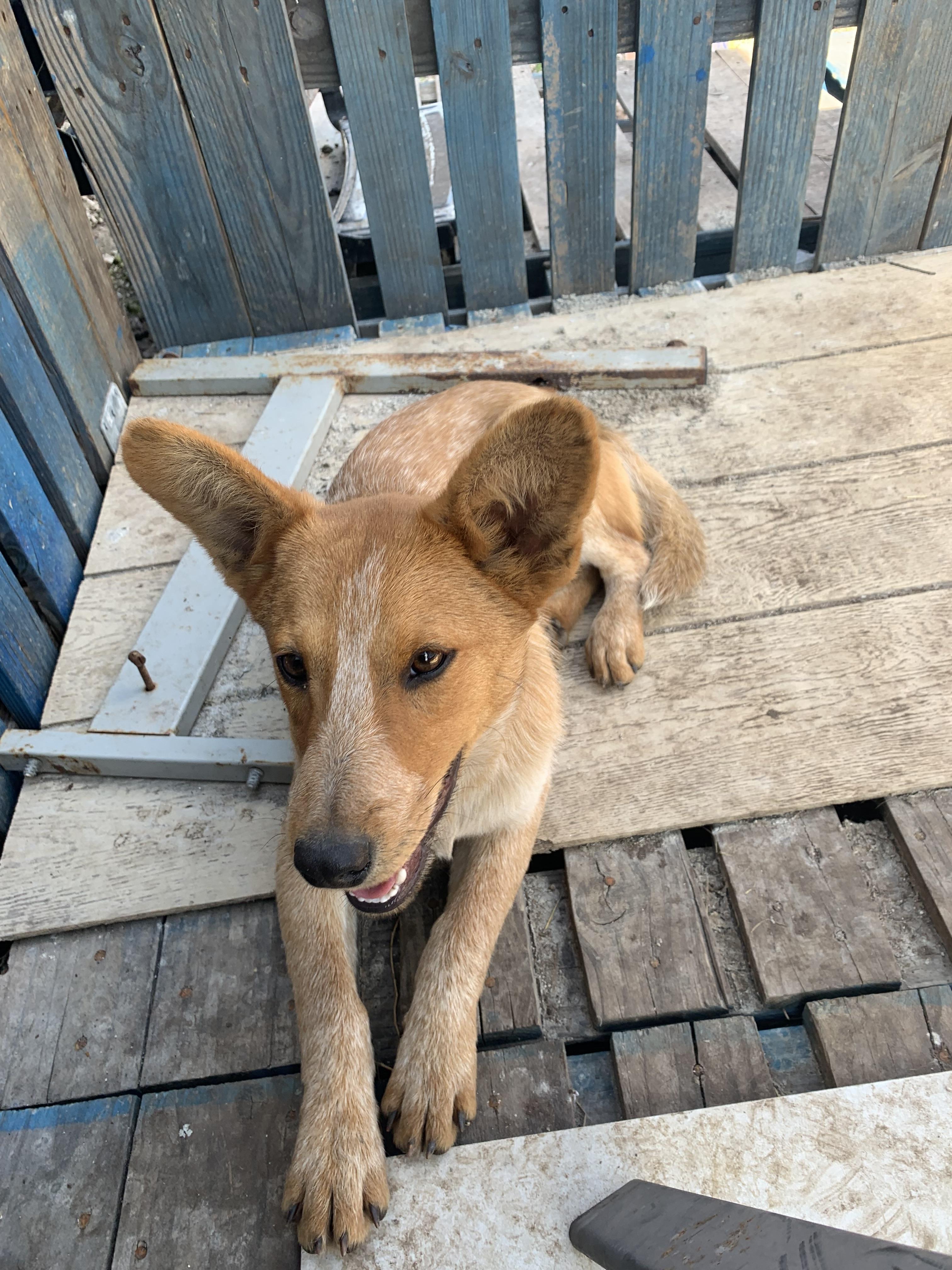 Enlarge Buddy, a Adopted Australian Cattle Dog / Blue Heeler in Beeville, TX image 3/4