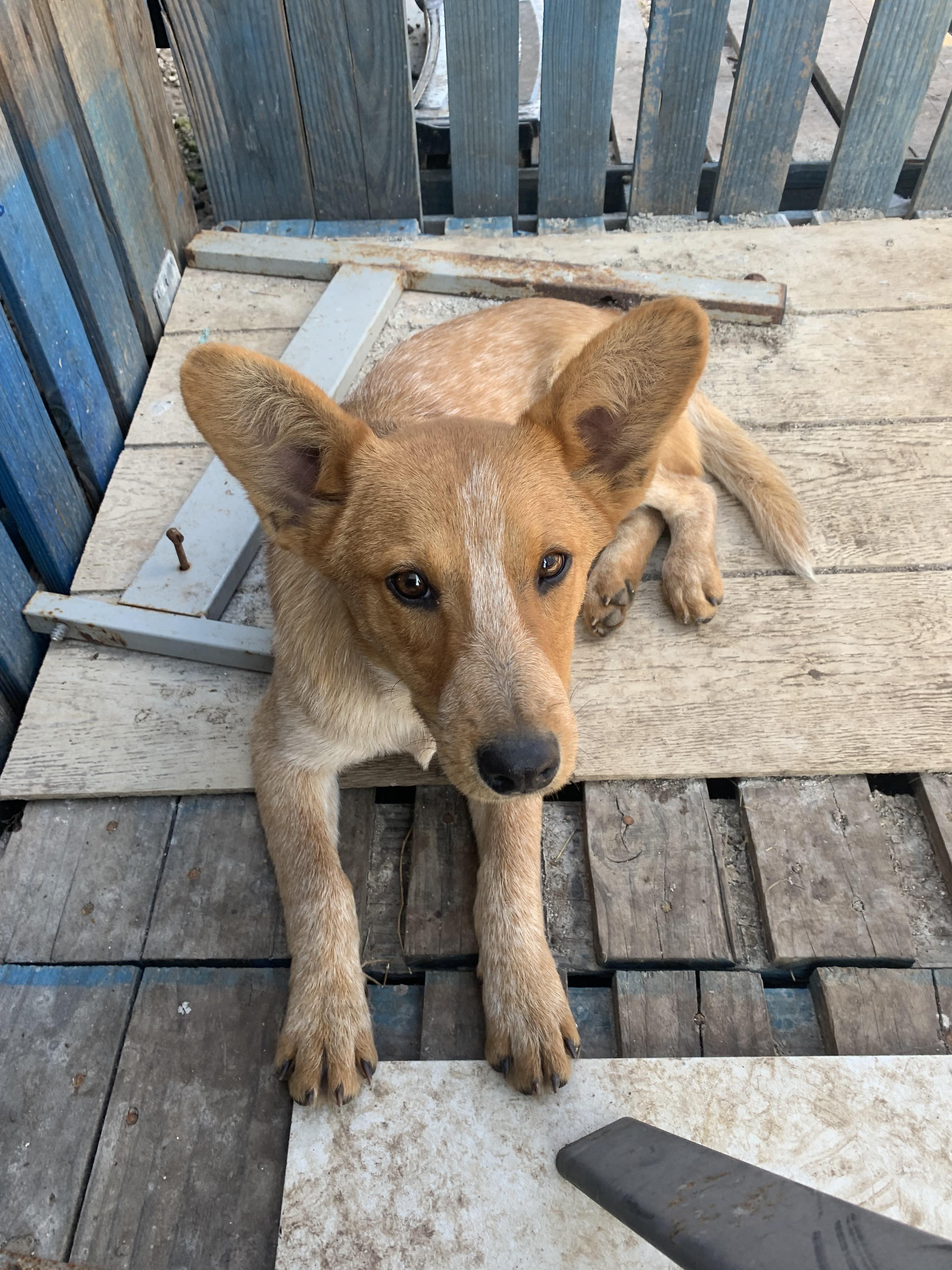 Enlarge Buddy, a Adopted Australian Cattle Dog / Blue Heeler in Beeville, TX image 4/4