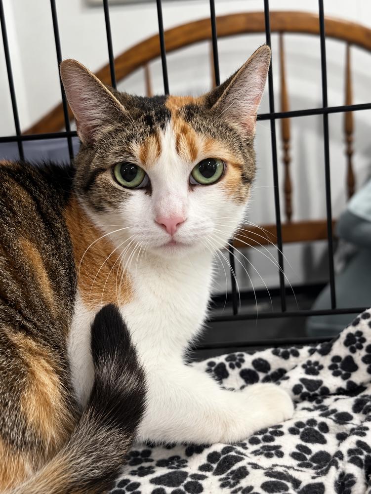 Enlarge Lia, a Adoptable Domestic Short Hair in Saint Augustine, FL image 1/3